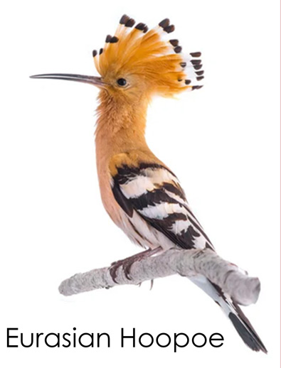 Podgląd kart trójdzielnych Tabitha – Ptaki