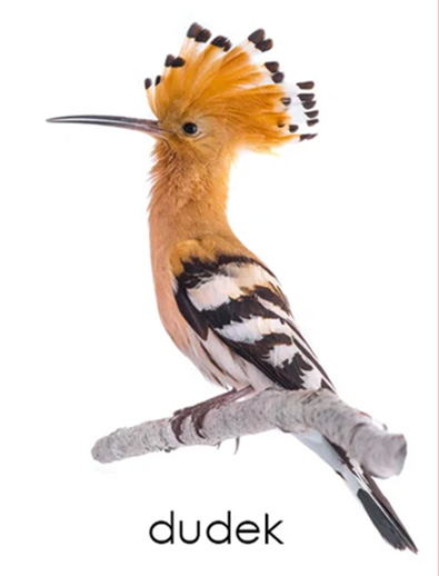 Podgląd kart trójdzielnych Tabitha – Ptaki