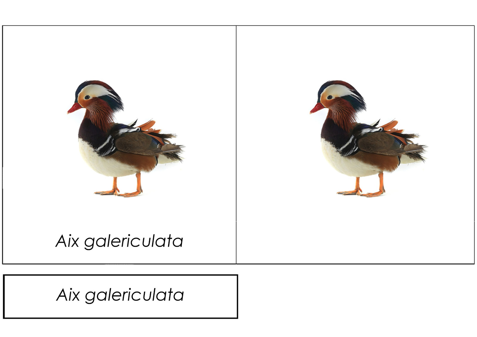 Rzeczywisty arkusz A4 kart trójdzielnych AVES: mandarynka — Aix galericulata