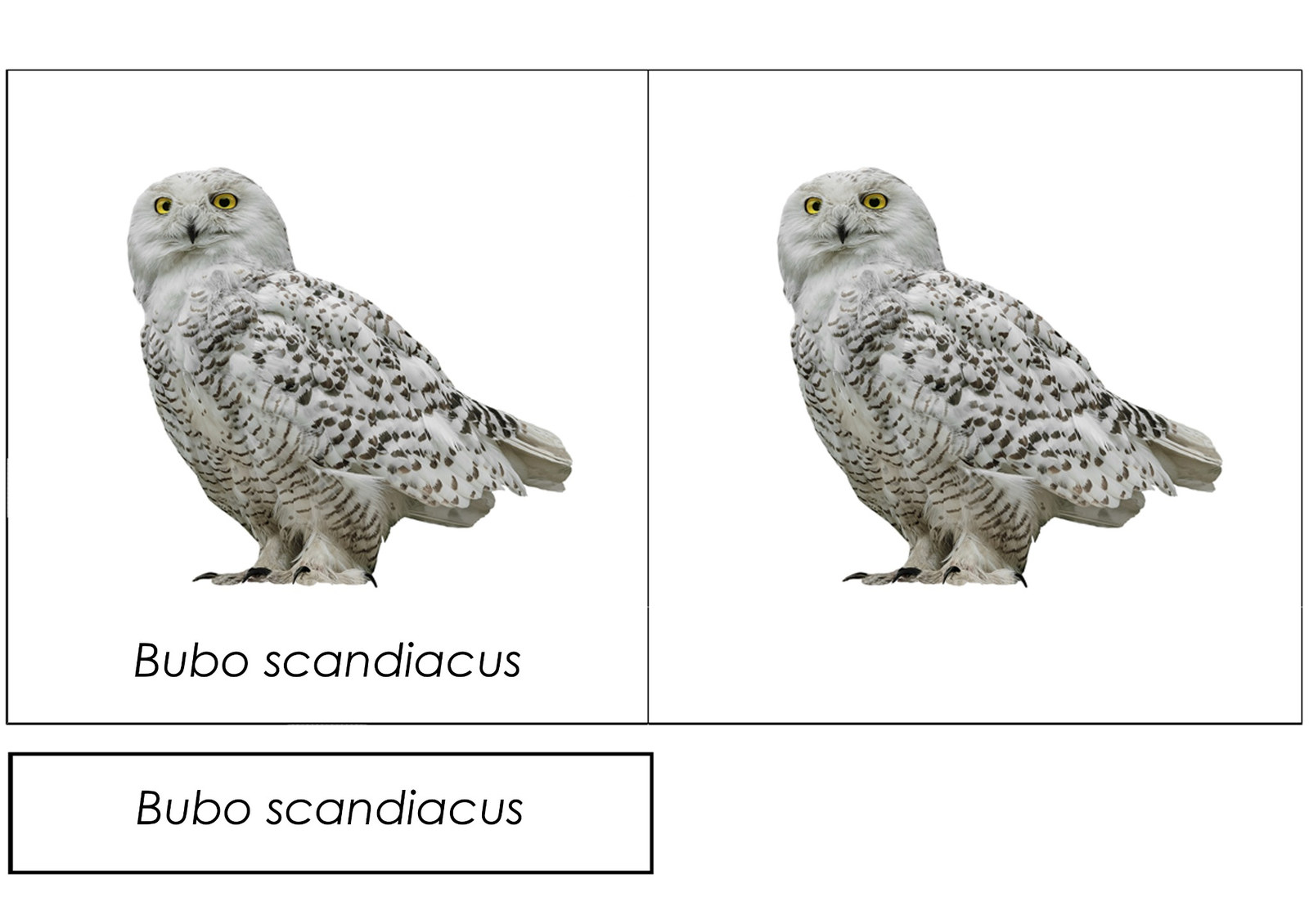 Rzeczywisty arkusz A4 kart trójdzielnych AVES: puchacz śnieżny — Bubo scandiacus