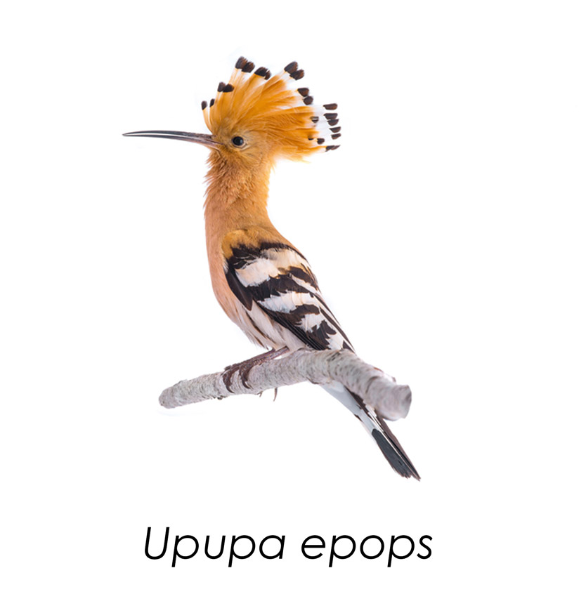 Dudek z podpisem naukowym Upupa epops — miniatura zestawu AVES