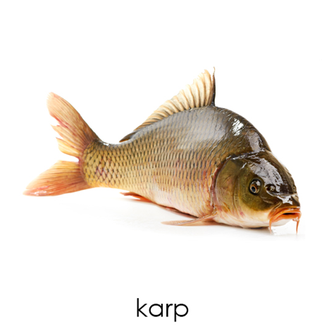 Karta karp