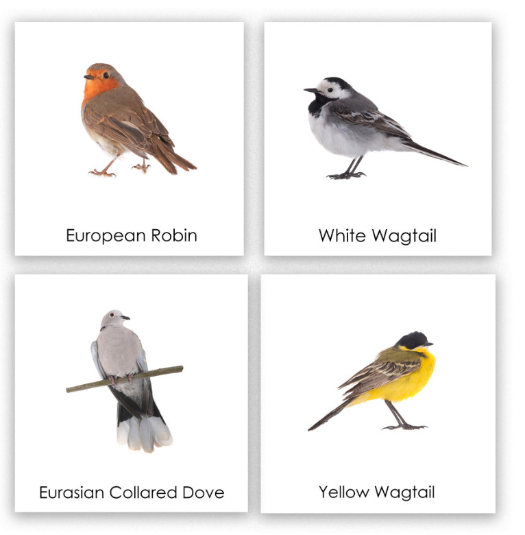 Cztery karty angielskie: European Robin, White Wagtail, Eurasian Collared Dove, Yellow Wagtail